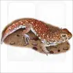 Common Barking Gecko illustration