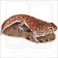 Common Barking Gecko illustration
