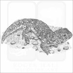 Common Barking Gecko