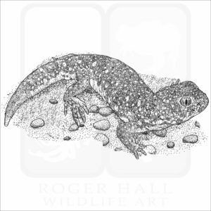 Common Barking Gecko