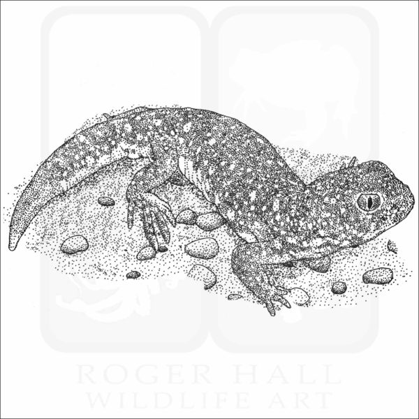 Common Barking Gecko