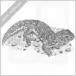 Common Barking Gecko