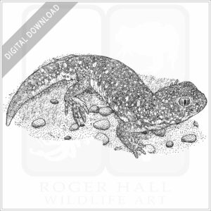 Common Barking Gecko