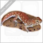 Common Barking Gecko stock image
