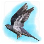 Common Cuckoo illustration