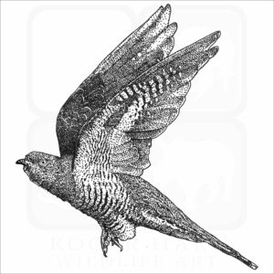 Common Cuckoo black and white drawing
