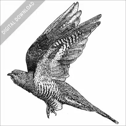 Common Cuckoo black and white stock image