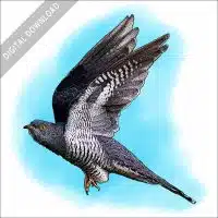 Common Cuckoo stock image