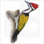 Common Goldenback Woodpecker illustration