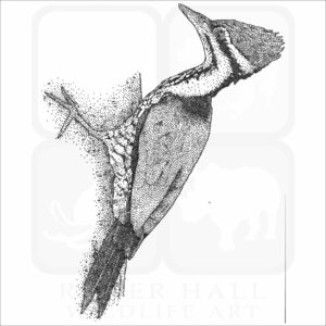 Common Goldenback Woodpecker