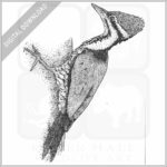 Common Goldenback Woodpecker