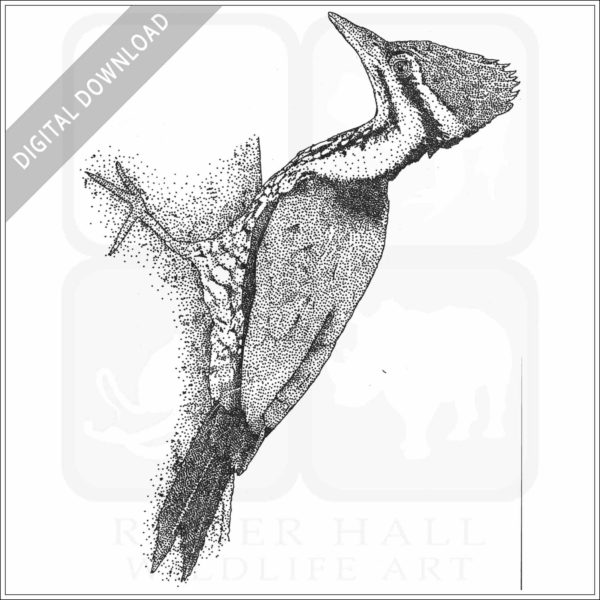 Common Goldenback Woodpecker