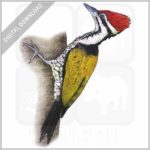 Common Goldenback Woodpecker stock image