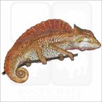 Crested Chameleon illustration