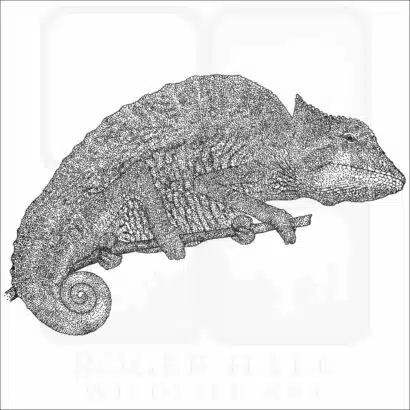 Crested Chameleon