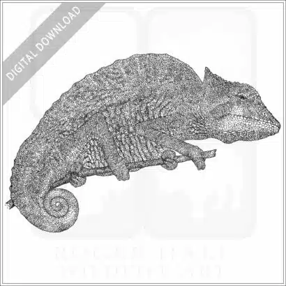 Crested Chameleon