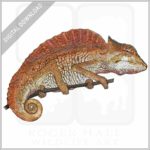 Crested Chameleon stock image