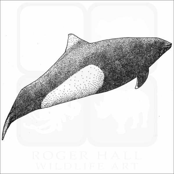 Dall's Porpoise