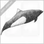 Dall's Porpoise