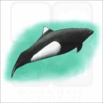 Dall's Porpoise illustration