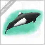 Dall's Porpoise stock image