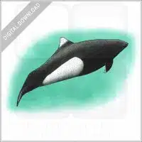 Dall's Porpoise stock image