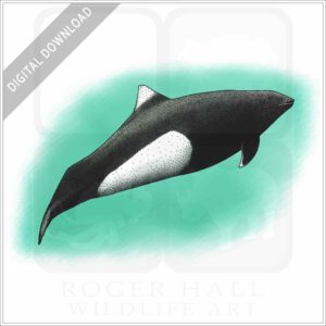 Dall's Porpoise stock image