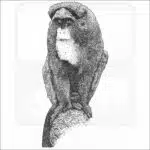 De Brazza's Monkey