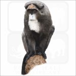 De Brazza's Monkey illustration