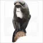 De Brazza's Monkey illustration