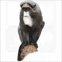 De Brazza's Monkey illustration