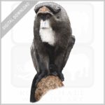 De Brazza's Monkey stock image