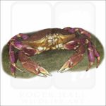 Dungeness Crab illustration