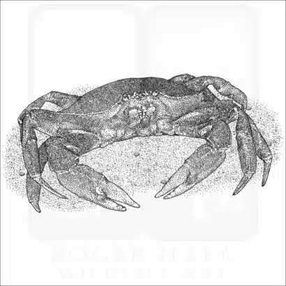 Dungeness Crab
