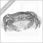 Dungeness Crab