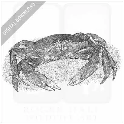 Dungeness Crab
