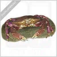 Dungeness Crab stock image