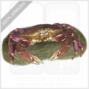 Dungeness Crab stock image