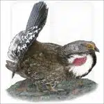 Dusky Grouse illustration