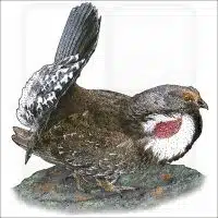 Dusky Grouse illustration