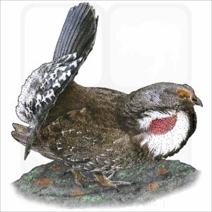 Dusky Grouse illustration