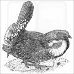 Dusky Grouse