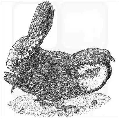 Dusky Grouse