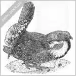 Dusky Grouse