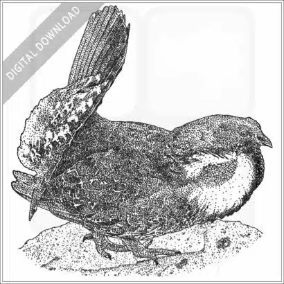 Dusky Grouse
