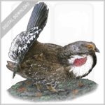 Dusky Grouse stock image