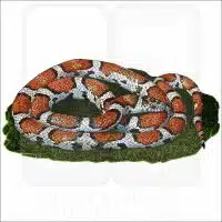 Eastern Milk Snake illustration