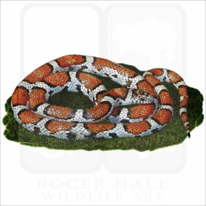 Eastern Milk Snake illustration