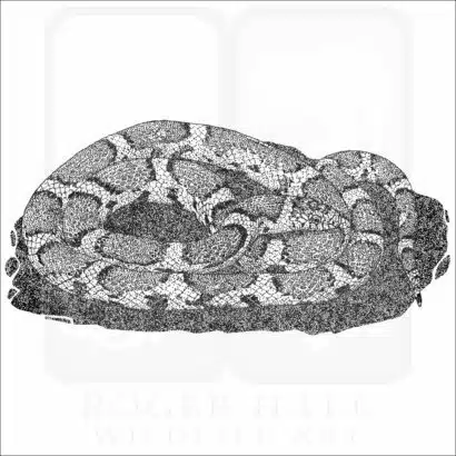Eastern Milk Snake