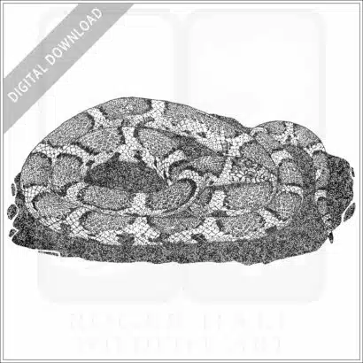 Eastern Milk Snake
